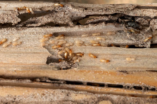 Best Pest Control for Restaurants  in Terra Bella, CA